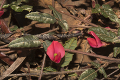 Kennedia prostrata