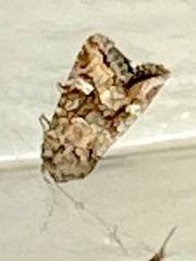 Lacinipolia circumcincta