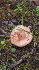 Russula amoenolens