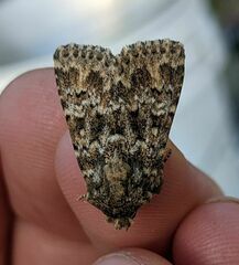 Pseudobryomima fallax