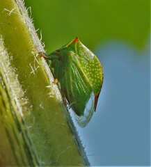 Stictocephala bisonia