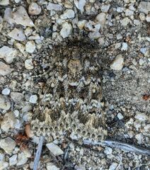 Pseudobryomima fallax