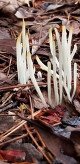 Clavaria