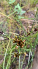 Juncus castaneus
