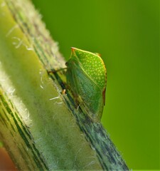 Stictocephala bisonia