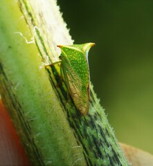 Stictocephala bisonia