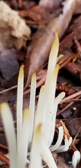 Clavaria