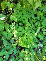 Aquilegia canadensis