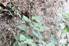 Peteravenia malvifolia