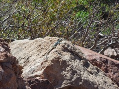 Petrosaurus thalassinus