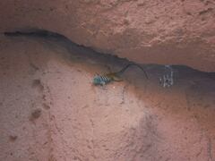 Petrosaurus thalassinus