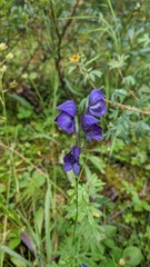 Aconitum delphiniifolium
