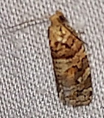 Phaecasiophora niveiguttana