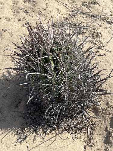 Ferocactus santa-maria
