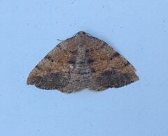 Drepanulatrix carnearia