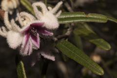 Lasiopetalum compactum