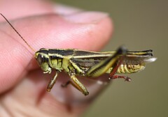 Melanoplus bivittatus