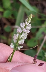 Polygala verticillata