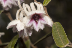 Lasiopetalum compactum