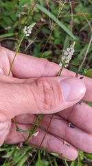 Polygala verticillata