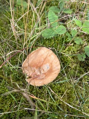 Lactifluus hygrophoroides