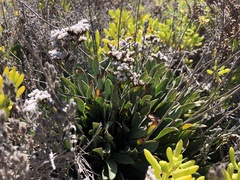Limonium ramosissimum