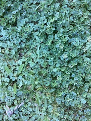Medicago arabica