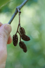 Alnus rubra