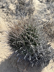 Ferocactus santa-maria