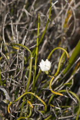 Orianthera tortuosa