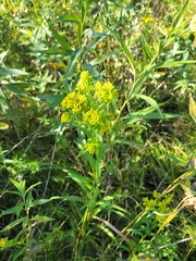 Solidago riddellii