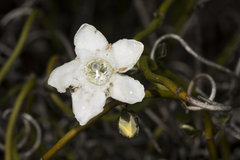Orianthera tortuosa