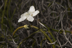 Orianthera tortuosa