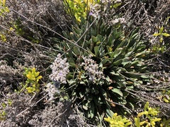 Limonium ramosissimum