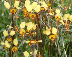 Diuris corymbosa