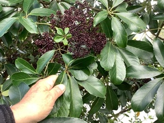 Pseudopanax arboreus
