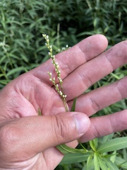 Persicaria punctata