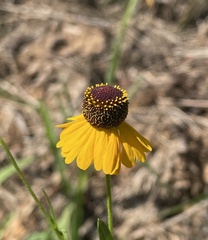 Helenium flexuosum