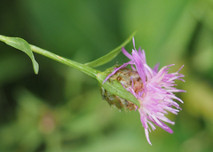 Centaurea