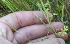 Nemophila pedunculata