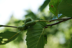 Alnus rubra