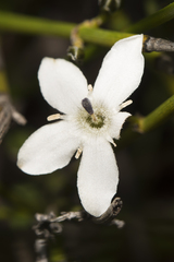 Orianthera tortuosa