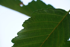 Alnus rubra