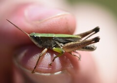 Dichromorpha viridis