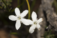 Orianthera tortuosa