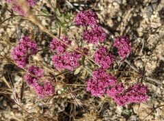 Chorizanthe douglasii