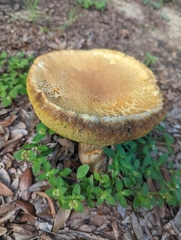 Boletaceae