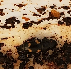 Glischrochilus quadrisignatus