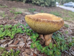 Boletaceae