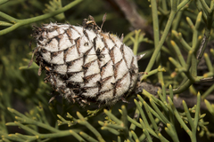Petrophile fastigiata